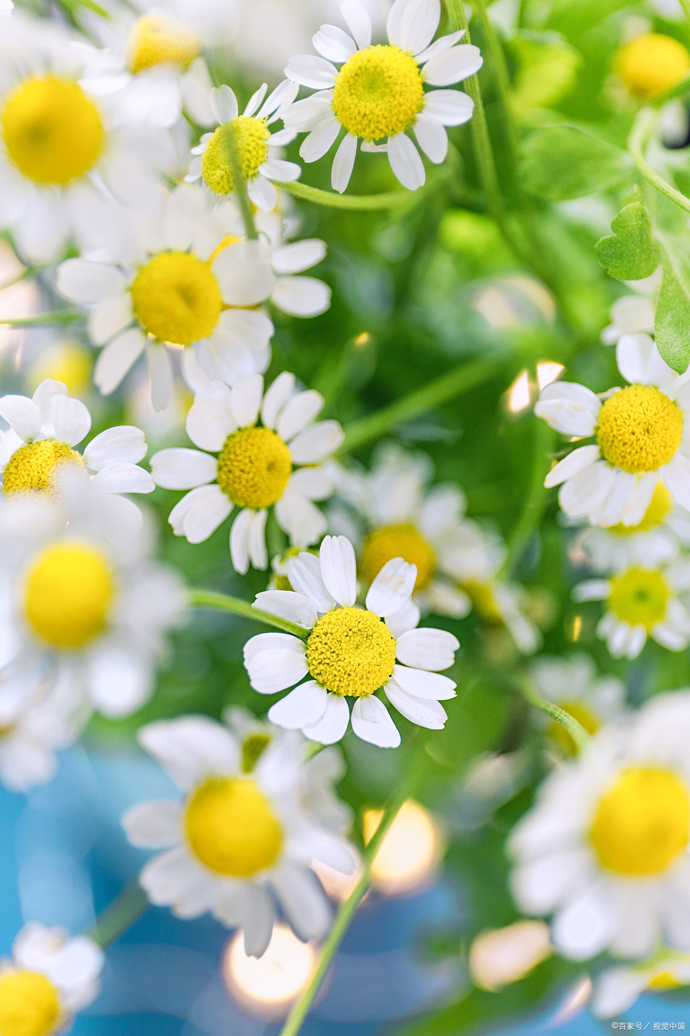 雏菊的花语是什么?