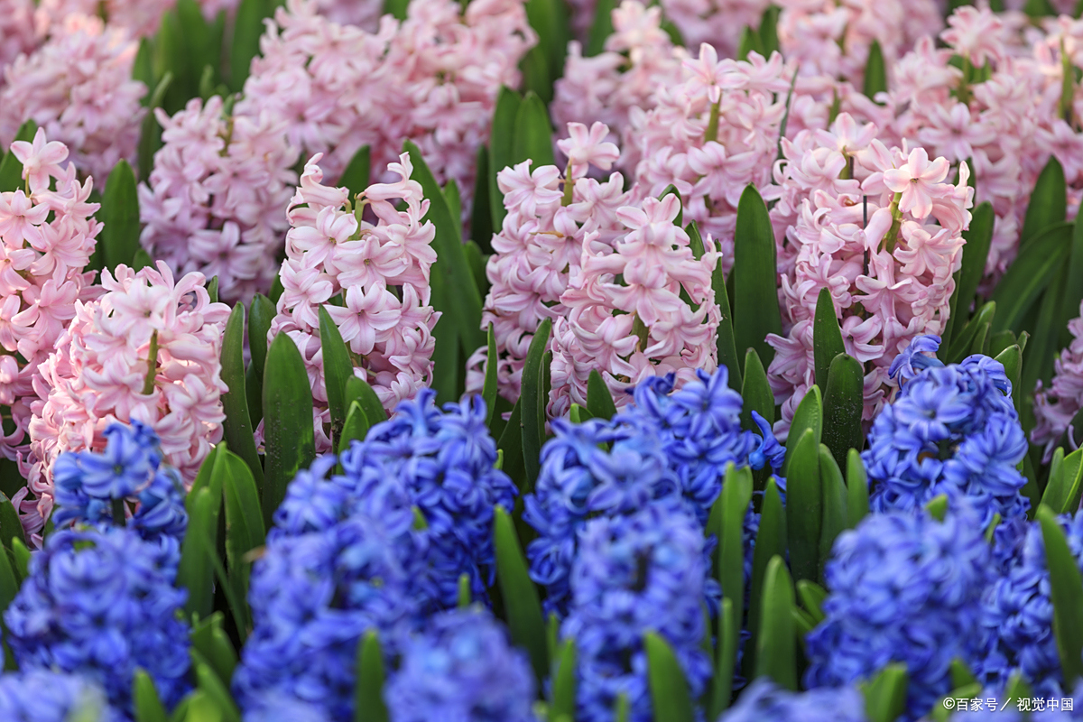 风信子:"重生"之花