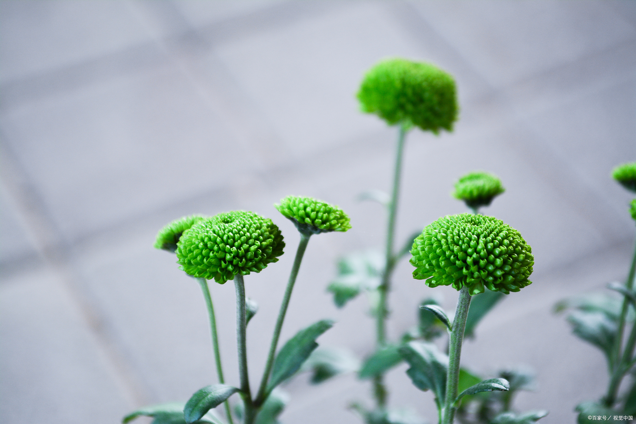 绿色观赏植物图片大全图片