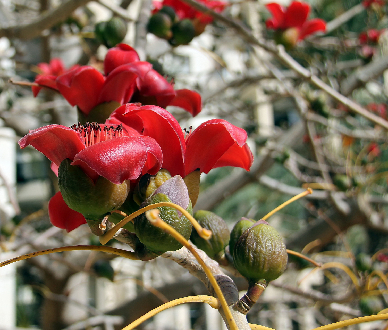 木棉树是一种高大的落叶乔木,树干挺拔,枝条开展.
