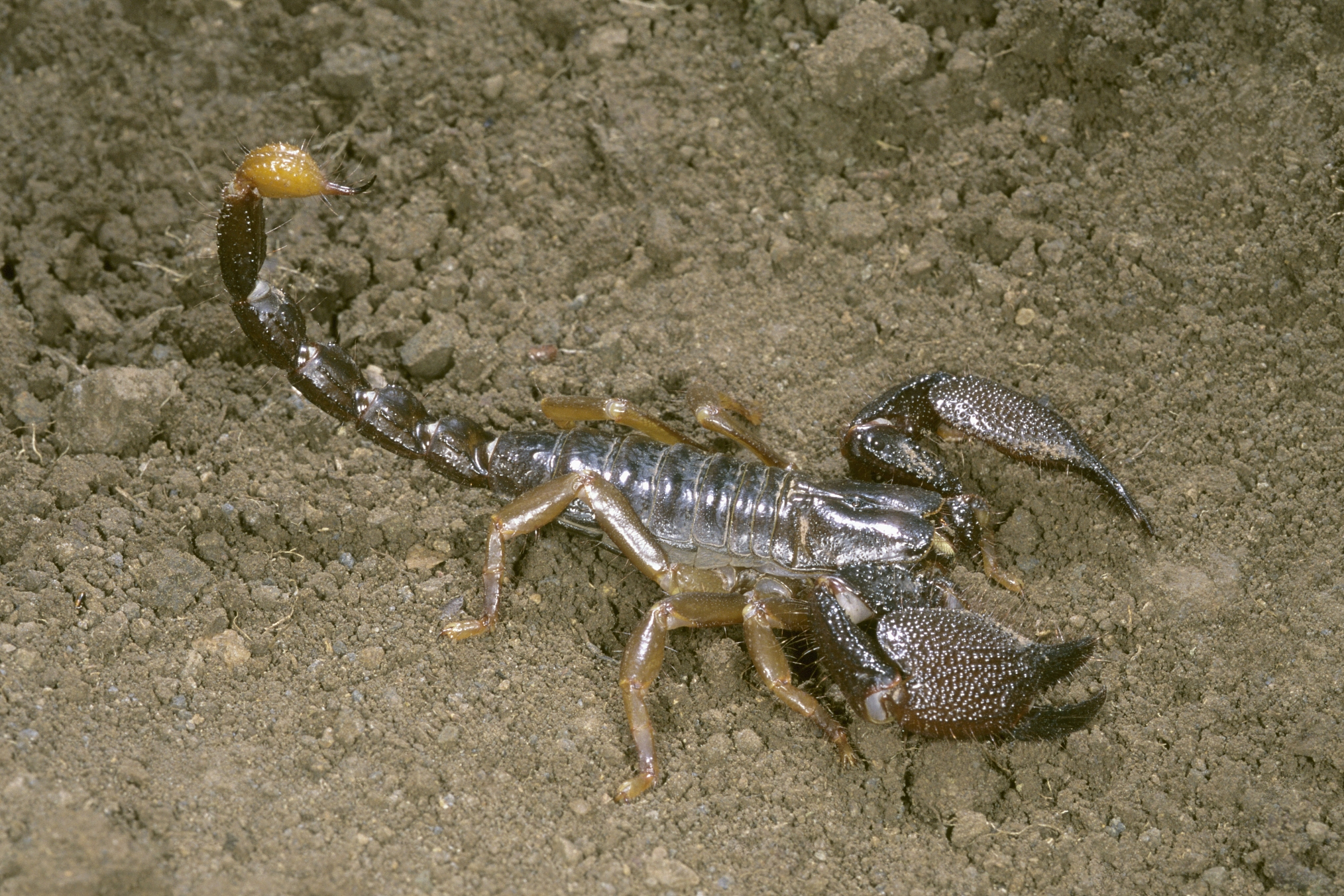 摘要:  蝎子是蛛形纲动物,身体瘦长,有毒刺