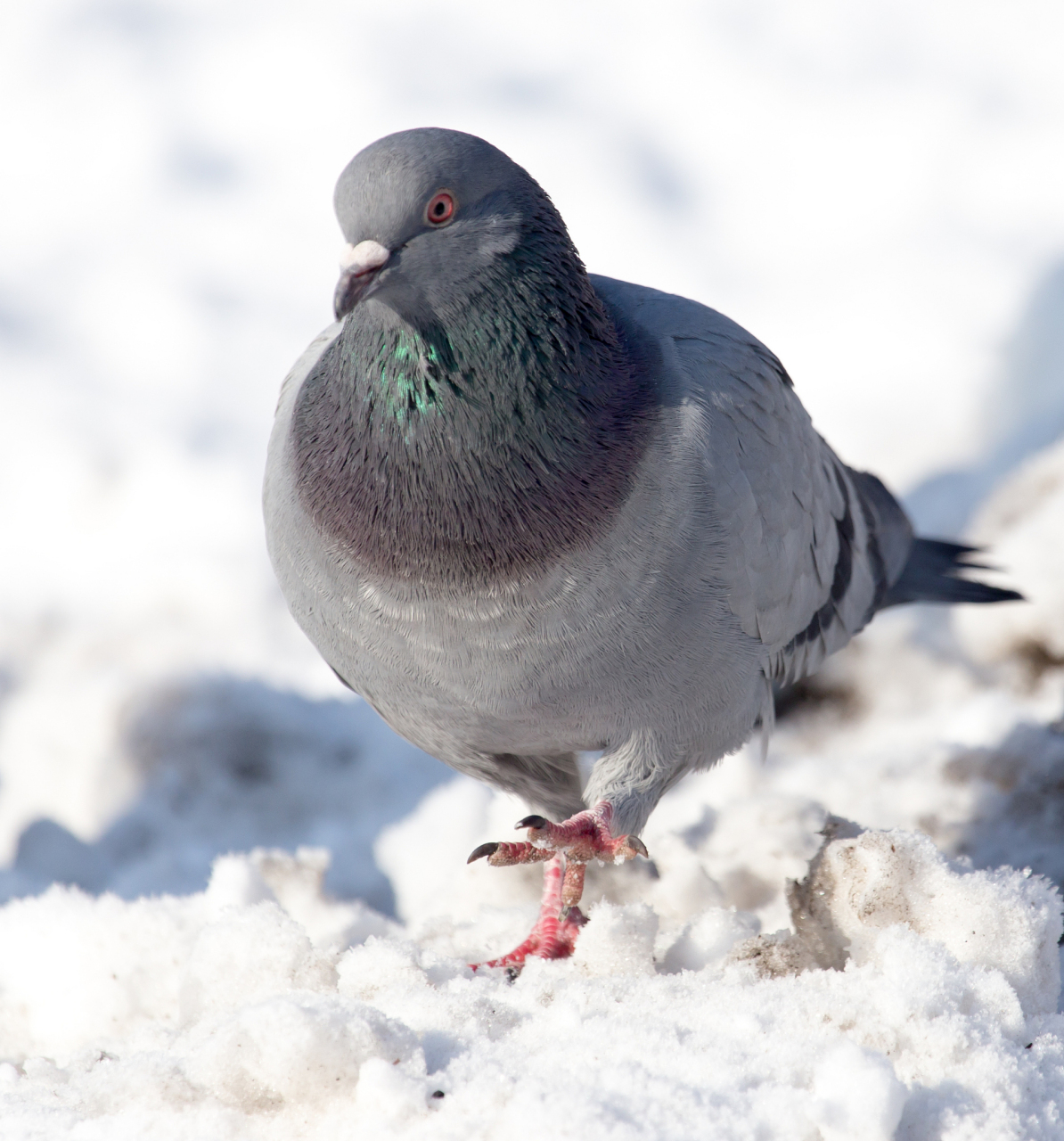 捕捉冬季美好瞬间# 在雪地里发现一只勇敢的雪鸽,它比我还会飘,可能