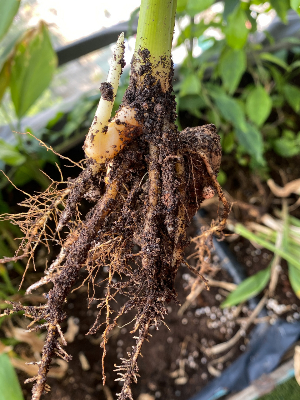 我来说两句:辣椒根煲汤喝,有助于调节肠胃,还可以预防感冒,还可以泡脚