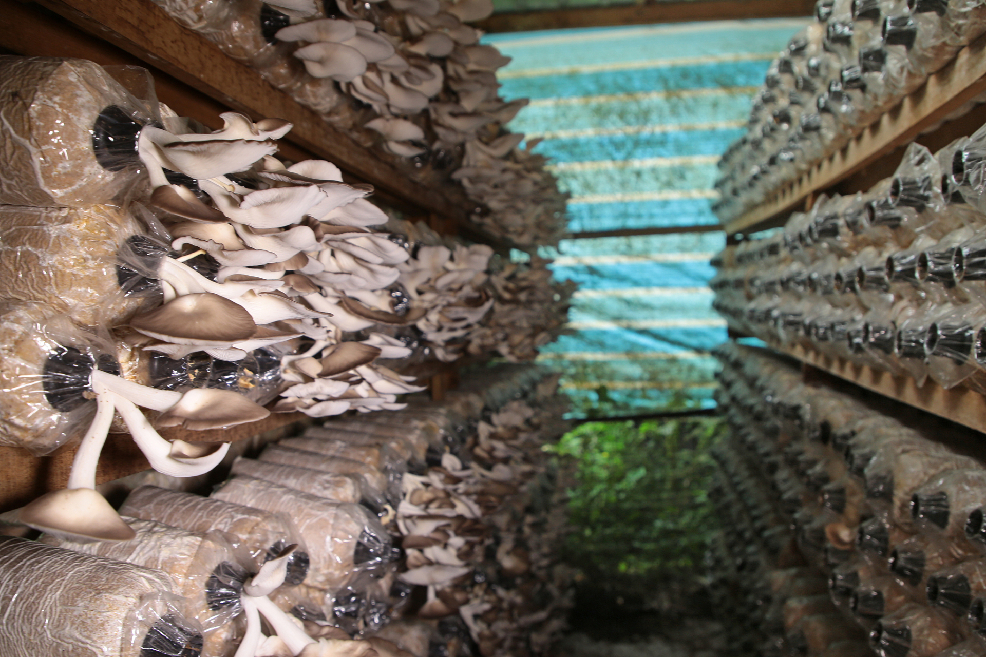 大棚蘑菇栽培技术要点  大棚蘑菇栽培技术是一项高效率,高质量的农业