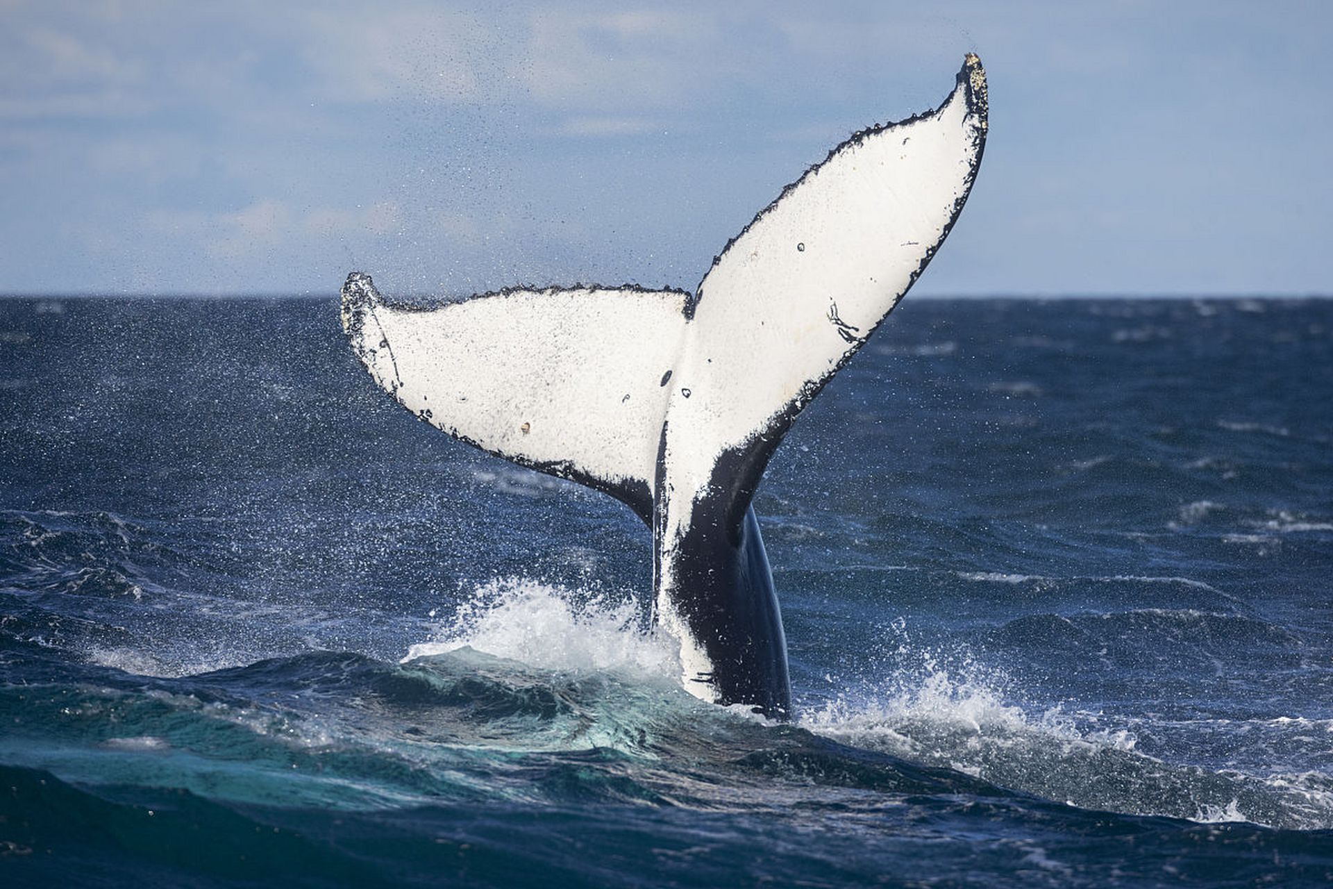 神奇的动物尾巴,小朋友们快来看!