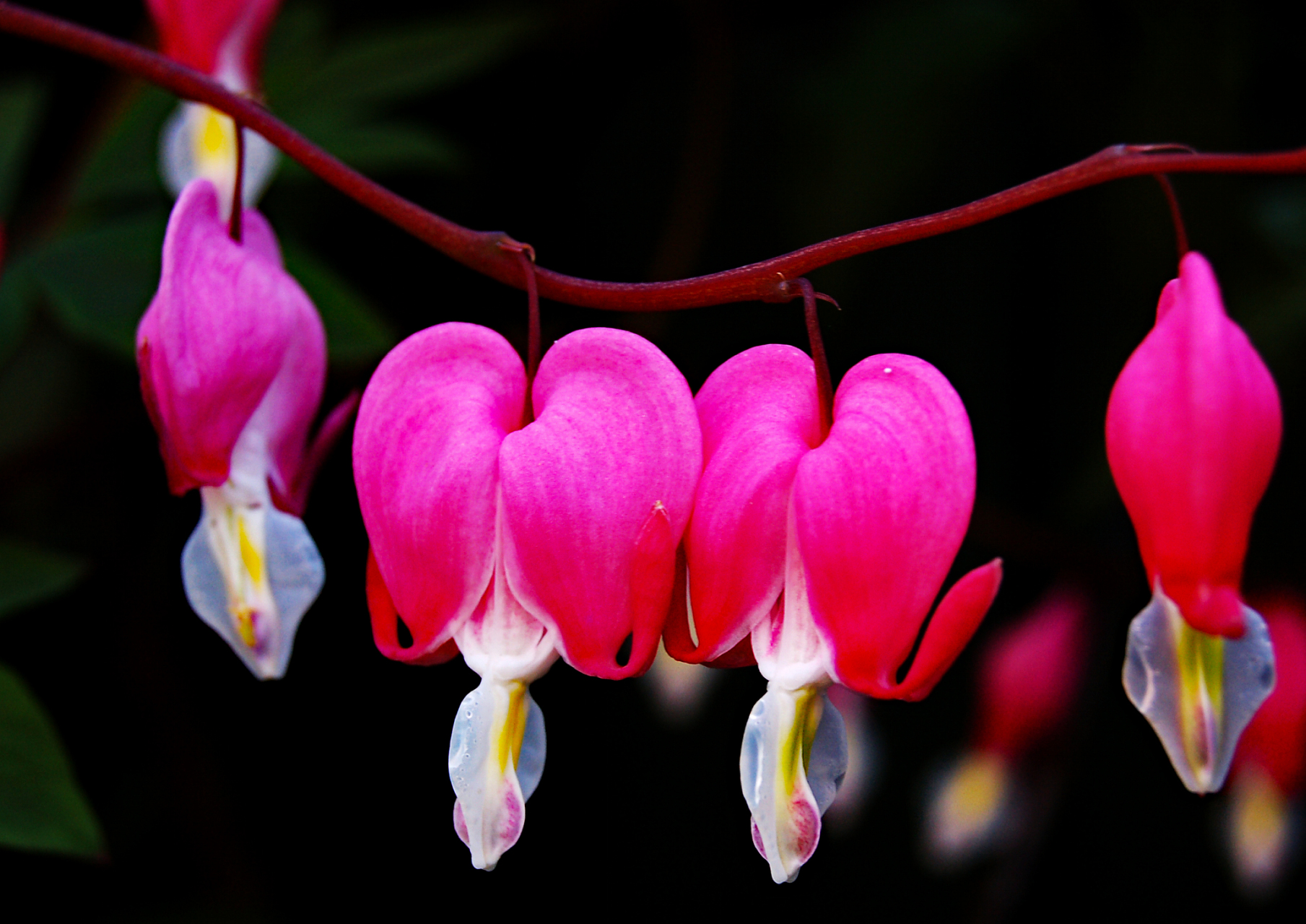 荷包牡丹,富贵与优雅的象征,以其别致形态和深邃色彩引人注目.