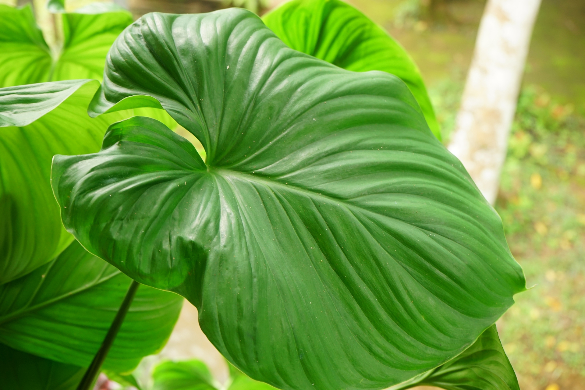 海芋是一种常见的观赏植物,由于其美丽的叶子和适应力强的特点,很适合