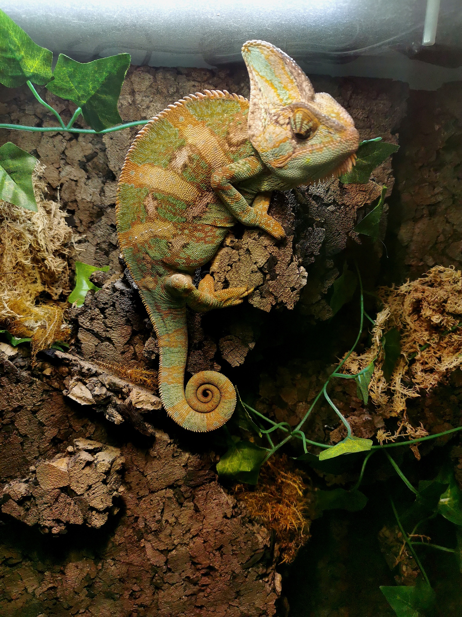 如何在家中养护鬃狮蜥:打造一个舒适的家庭环境