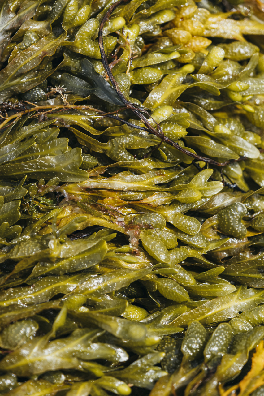 海藻的光合作用为海洋底层生态系统提供氧气,适应性强,可应对不同环境