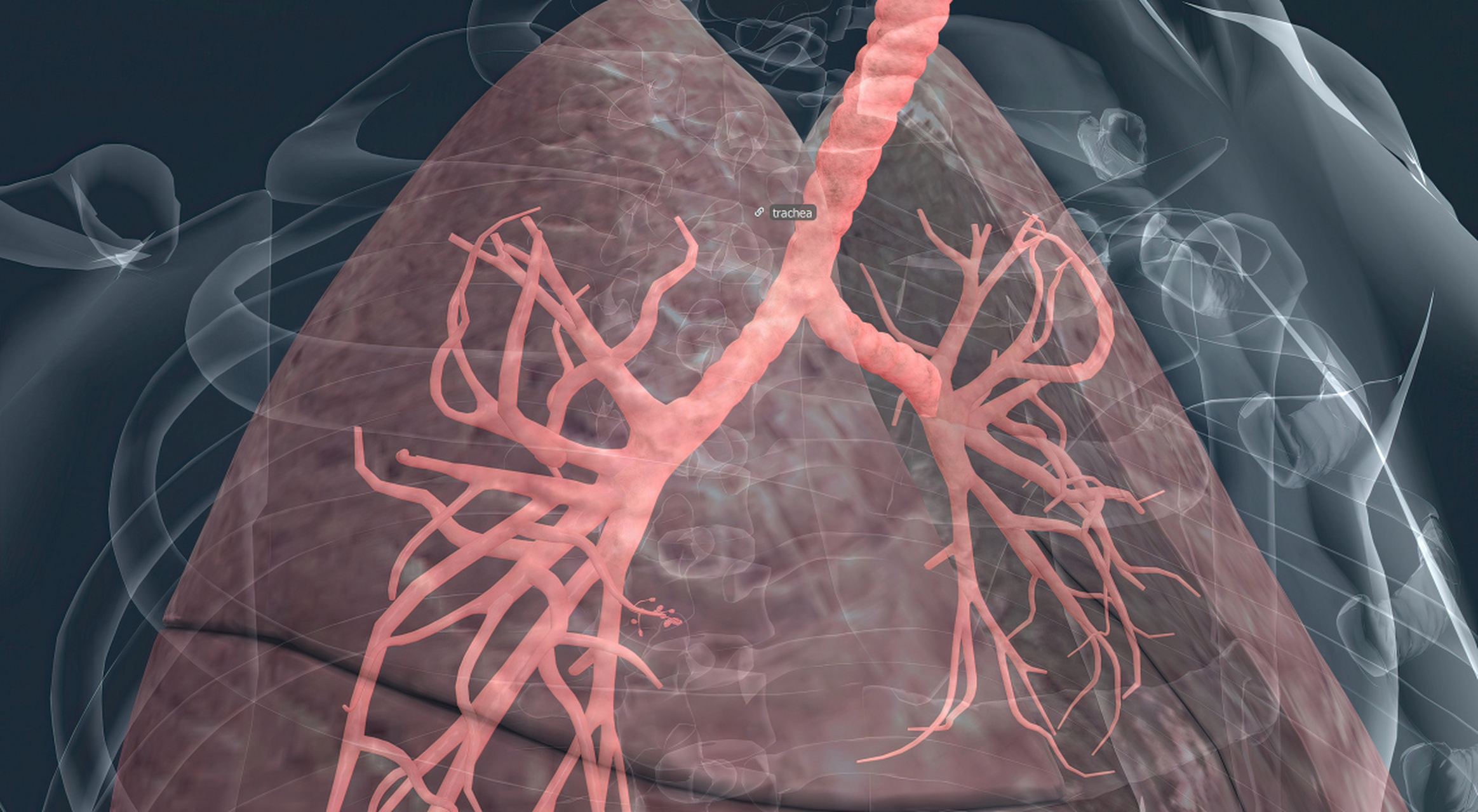 【肺不张会自动好吗】肺不张不一定会自动好,但是会慢慢机化.