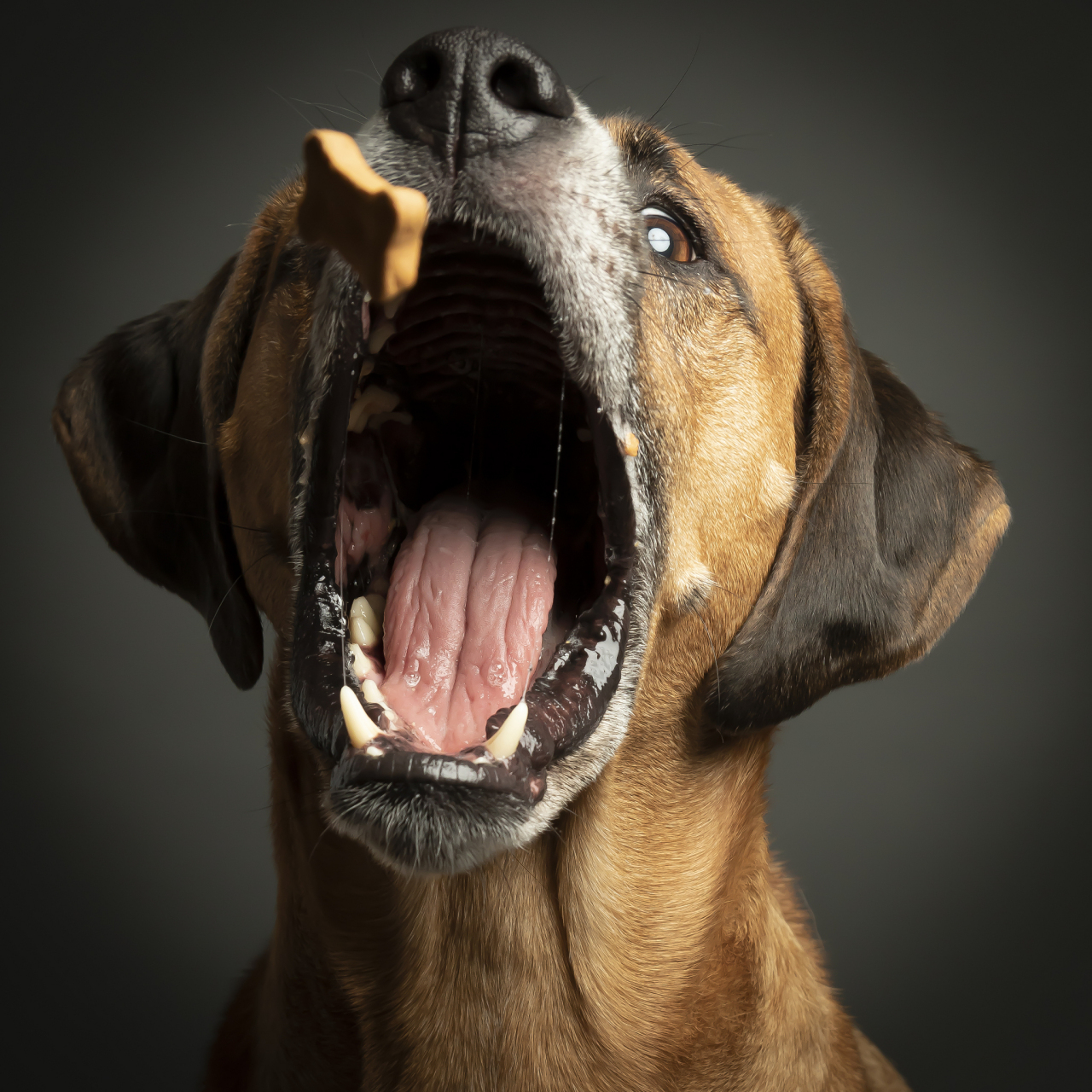 狗狗也是有自己的情绪和态度的,可不是随便什么人