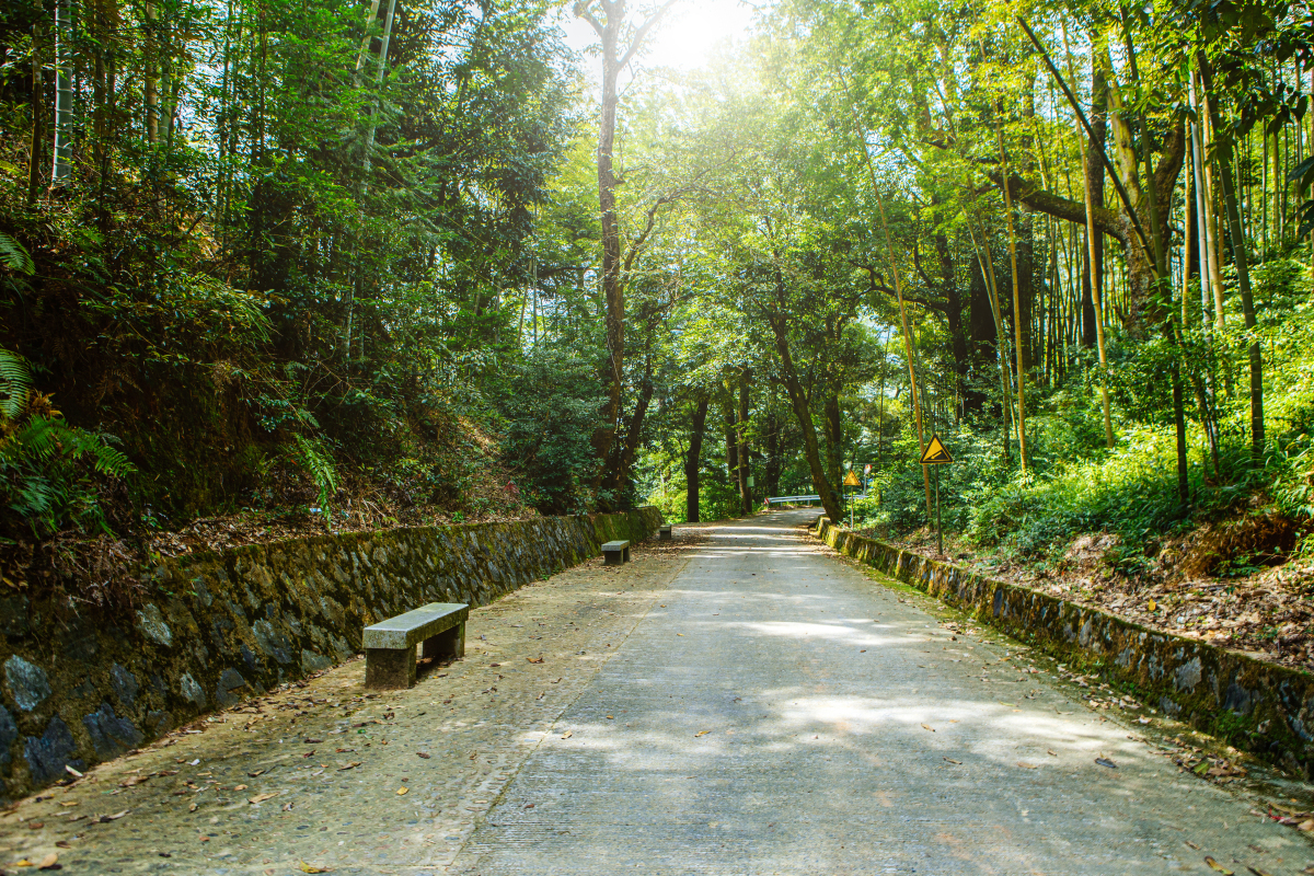 铁山坪森林公园图片