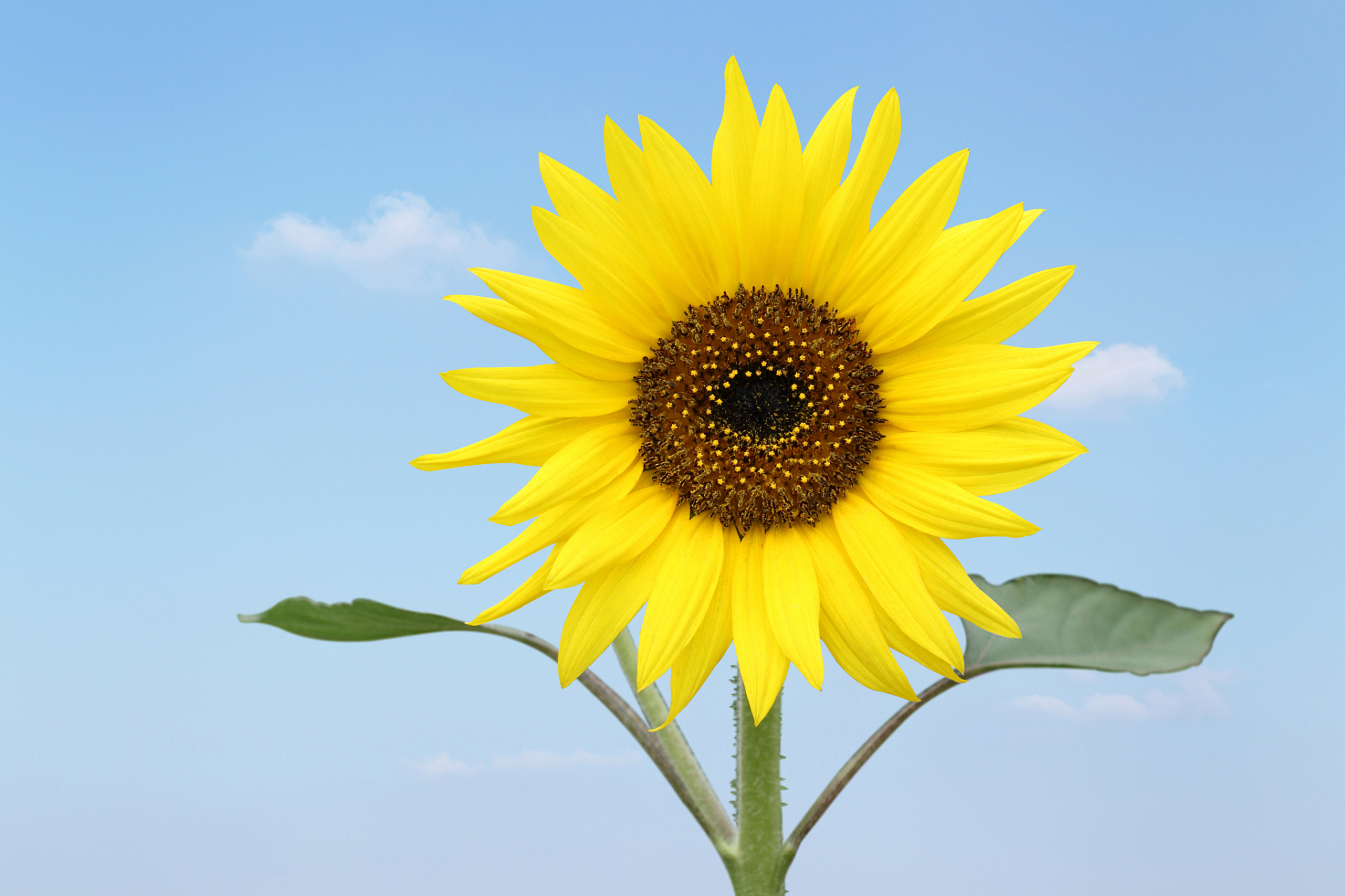 [鲜花]  喜欢原创文字,请关注我.@最好的