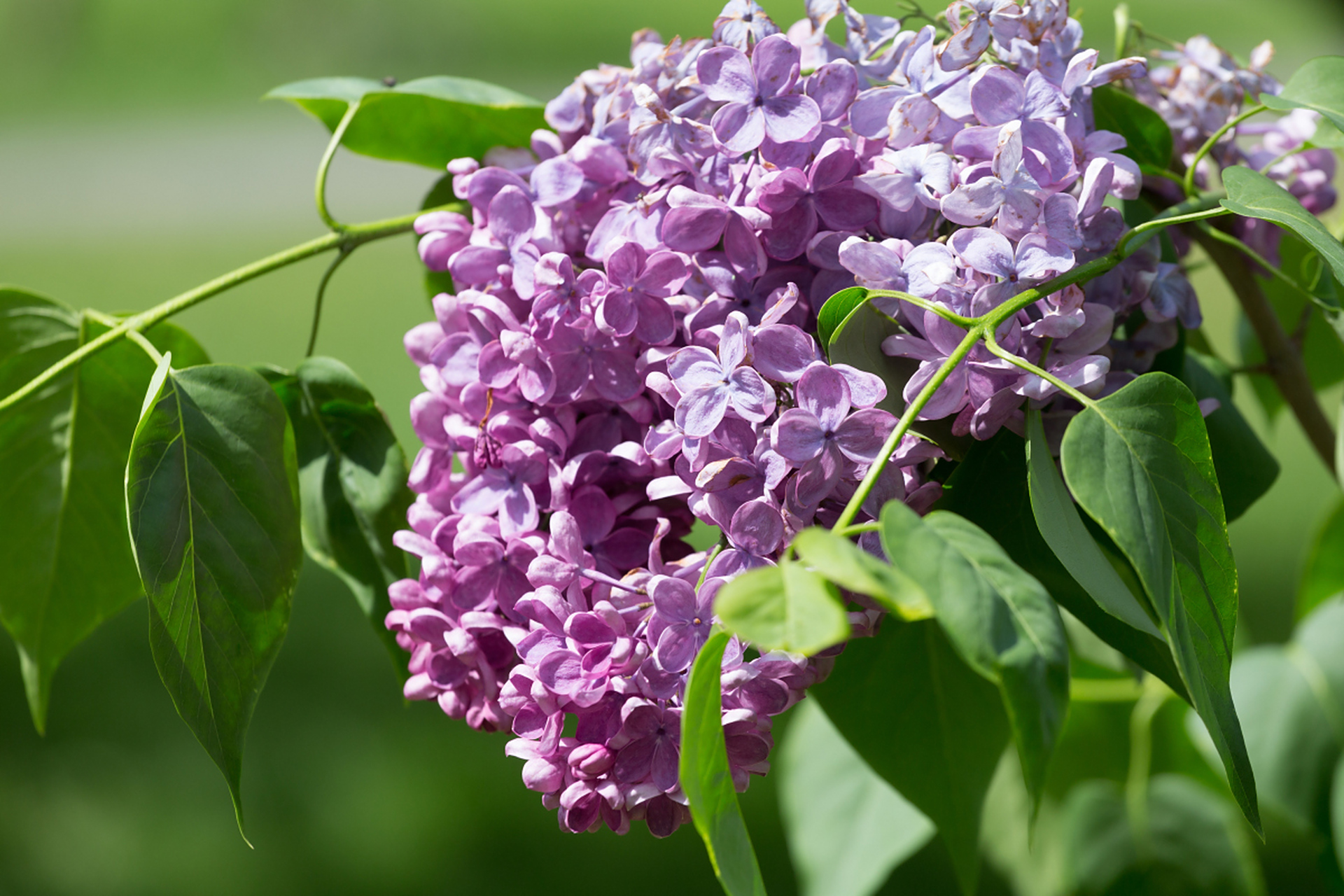 丁香花朵小巧玲珑,花色丰富多样,从淡紫色到深红色不等,花香浓郁,被誉