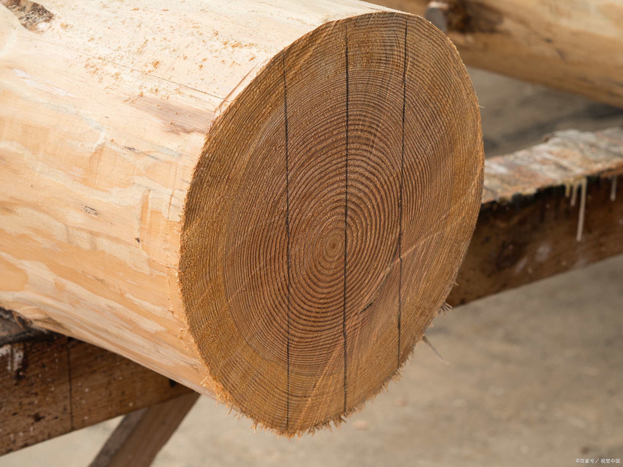 梧桐木材质怎么样?梧桐木的优缺点