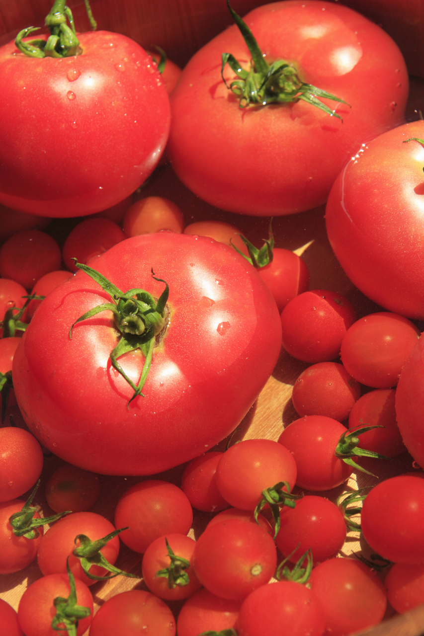 西红柿是蔬菜还是水果?