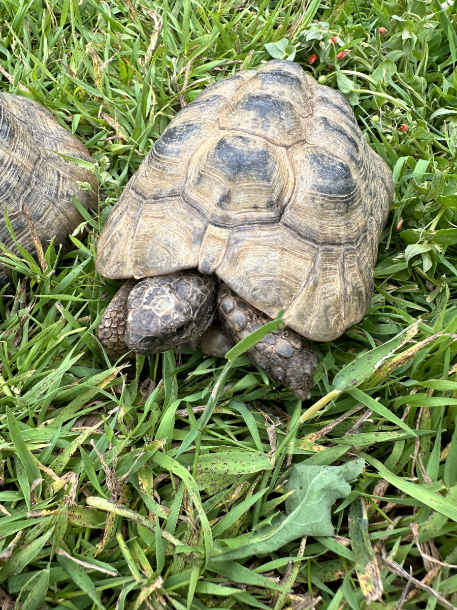 乌龟,作为爬行动物界的古老居民,其生殖方式充满了自然之美的韵味.