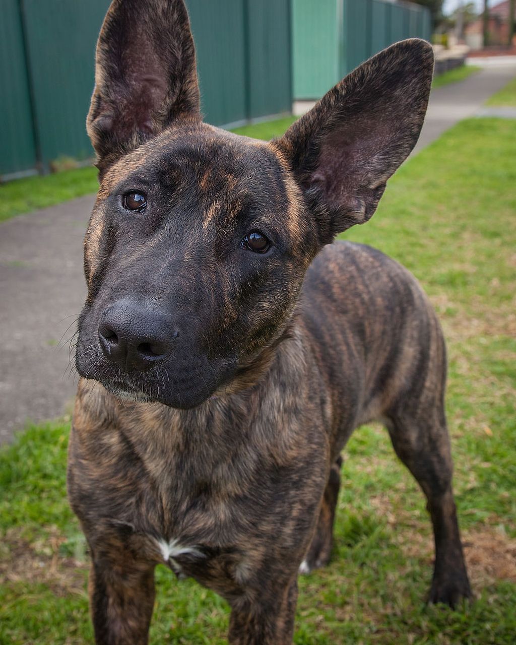 格力犬,赛犬界的速度之王,以其每小时60公里以上的速度追逐兔子.