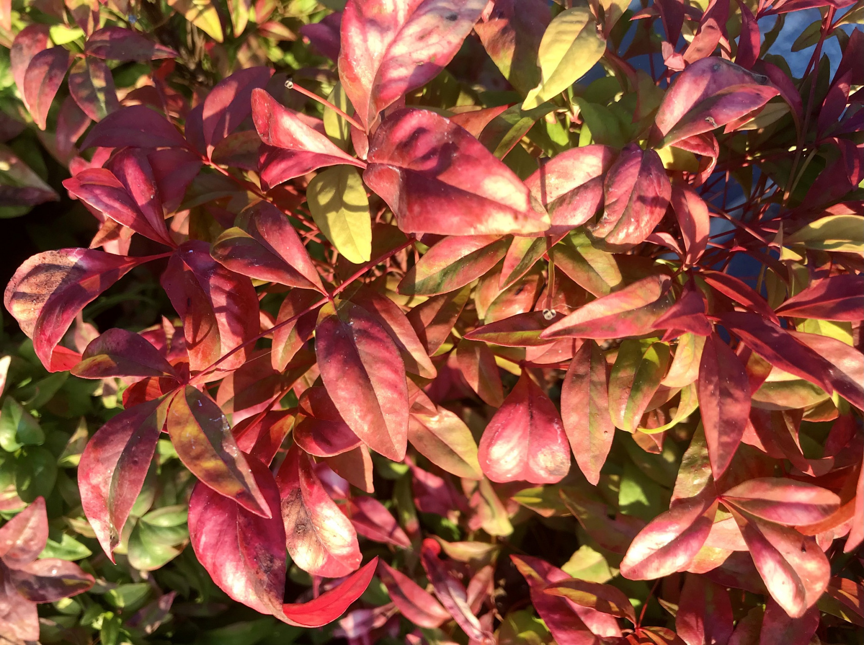 [原文:七彩木的养殖