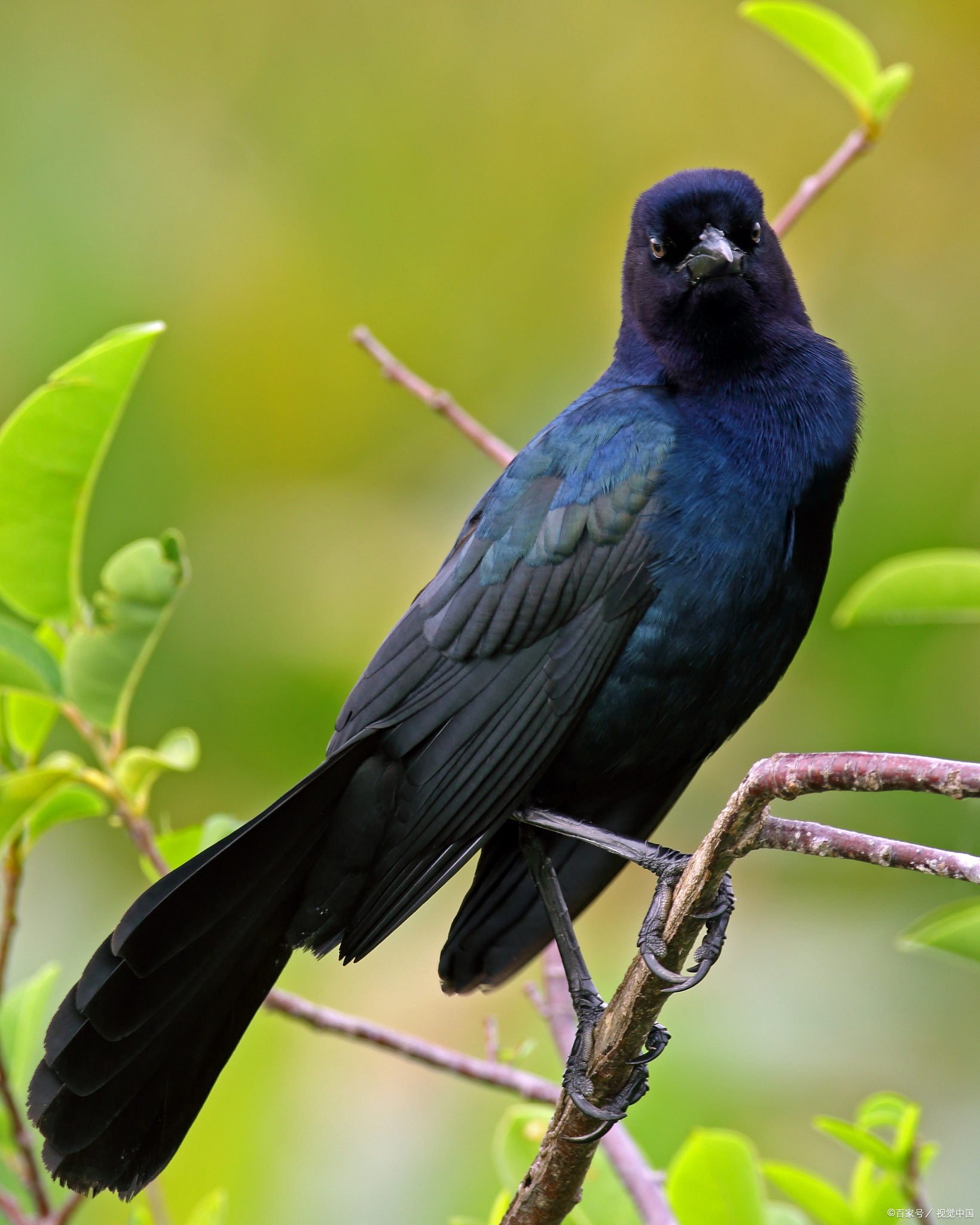 饲养鹩哥的知识方法