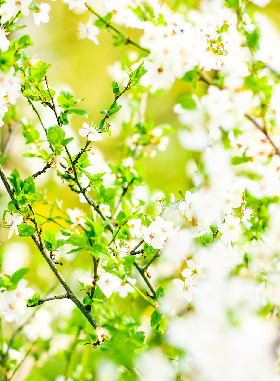 如果你想寻找春天的踪迹,赏花赏景,那么南阳师范学院将是一个绝佳的