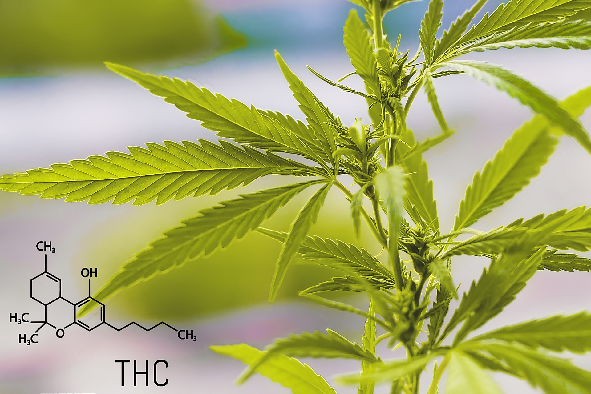 食品添加剂桉叶素,也称蓝桉油或桉叶油,是从桉树叶中提取的天然精油