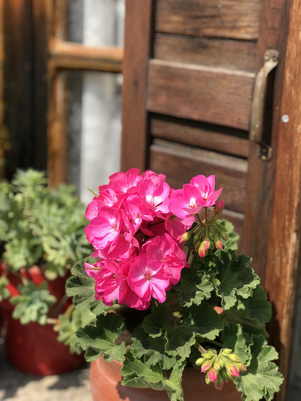 天竺葵是一种喜阳的植物,它喜欢充足的阳光.