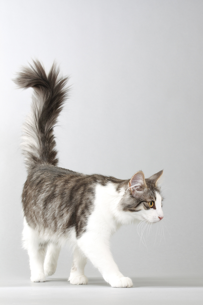 猫甩尾巴是一个复杂且多面的现象,涉及生物学,历史文化和个体差异等多