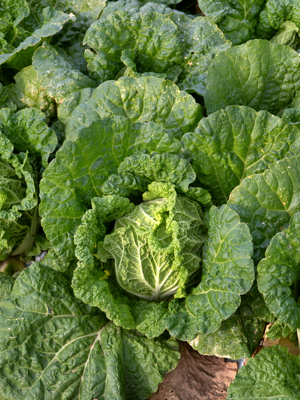 大白菜叶子边缘干枯的原因可能是过度浇水,缺乏营养,遭受病虫害,高温