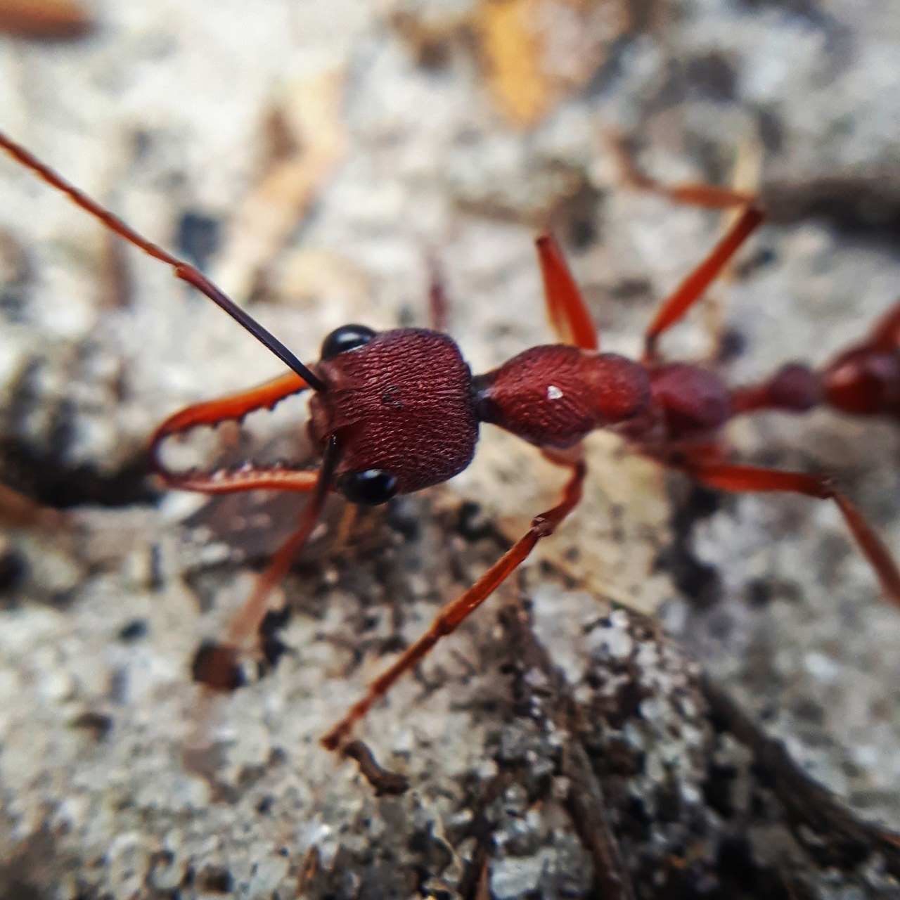 又称红火蚁科学名 solenopsis invicta buren,是一种来自南美洲的蚂蚁