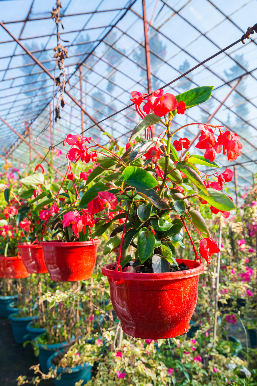 玻璃海棠花是一种非常美丽的花卉,它的花瓣细腻柔软,色彩鲜艳,深受