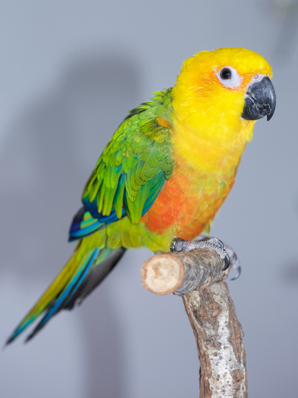 鹦鹉是绚丽多彩的鸟类,它们的外形特征可谓千姿百态,各具特色.