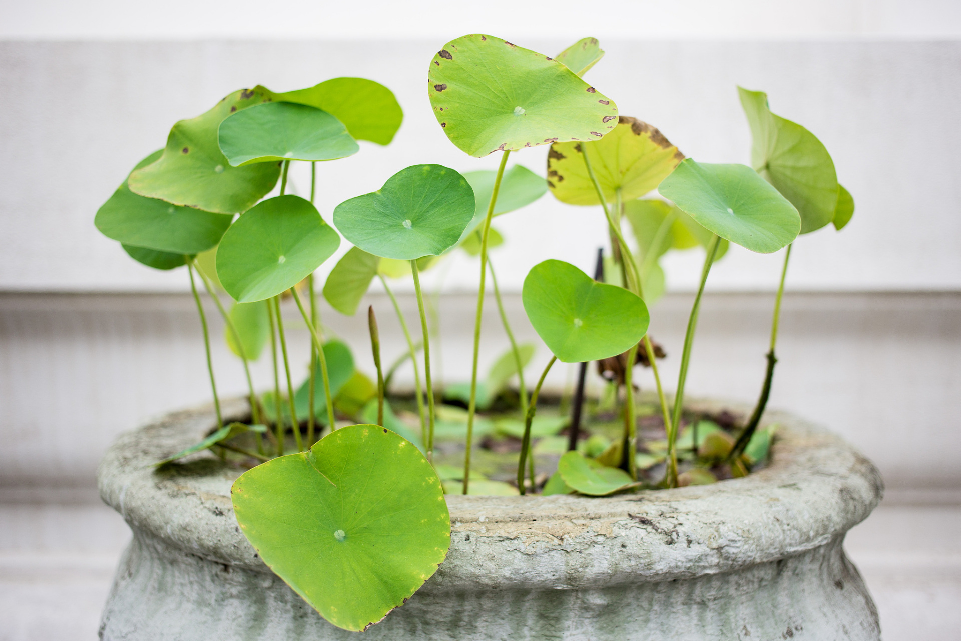 碗莲的养殖方法  碗莲是一种水生植物,以下是碗莲的养殖方法:  1.