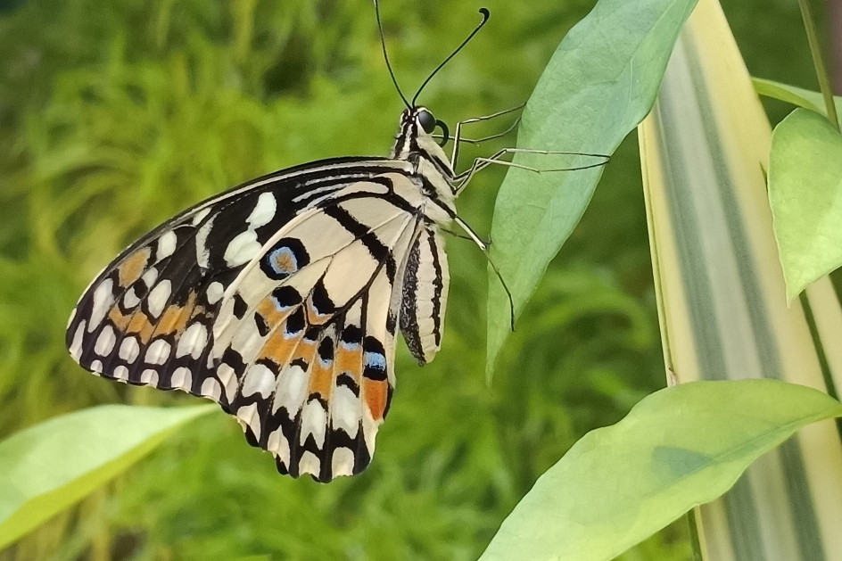蝴蝶,空中舞动的精灵!色彩斑斓,轻盈飘逸