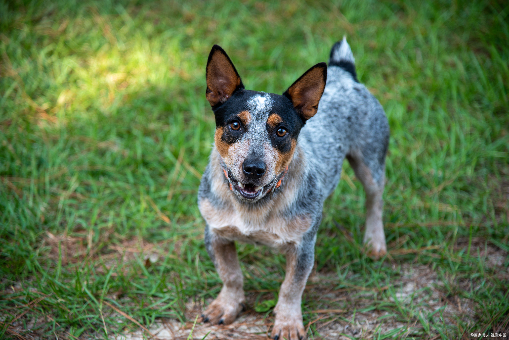 揭秘小鹿犬价格之谜:哪种颜色最昂贵?