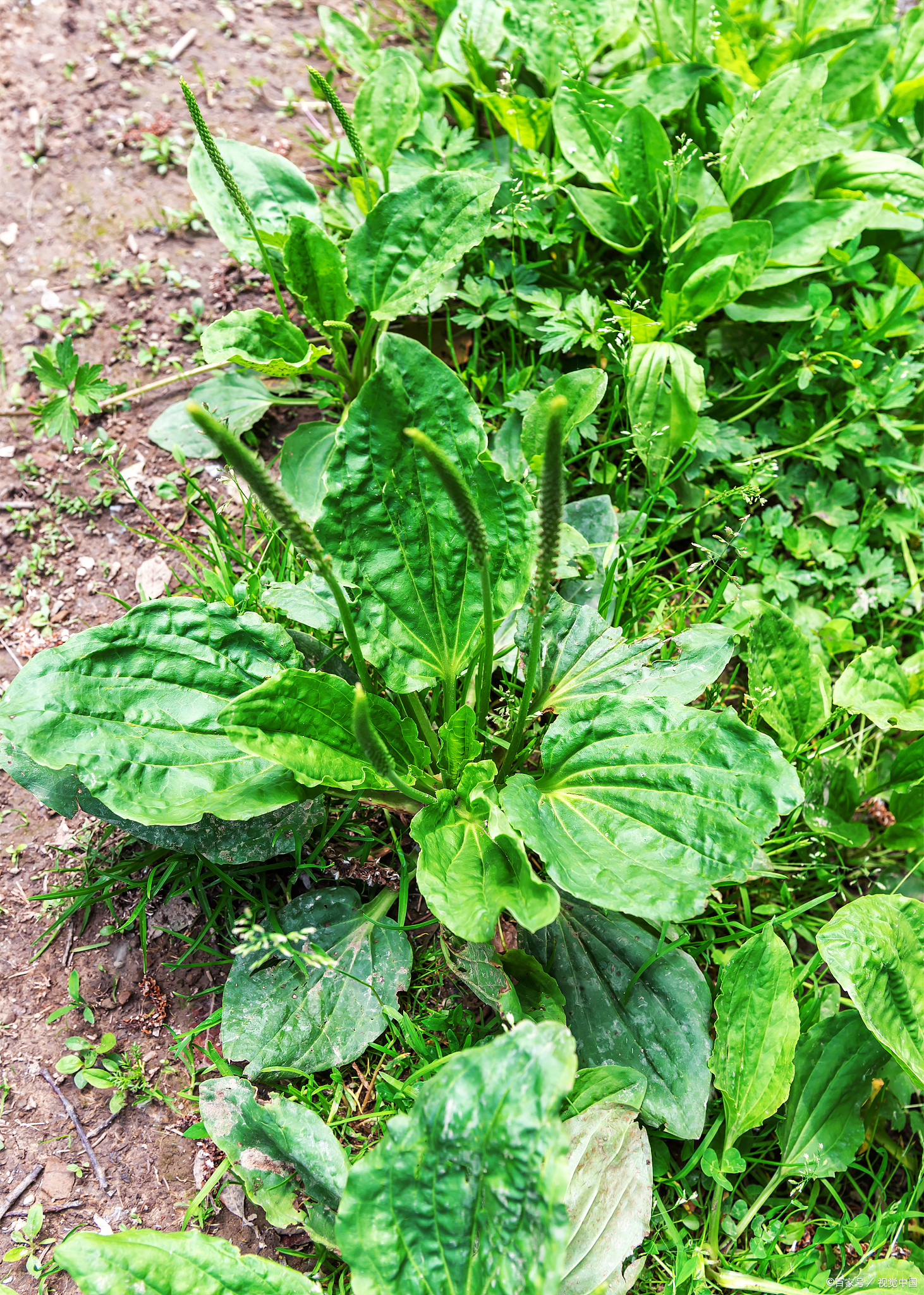 农村常见的野药材图片