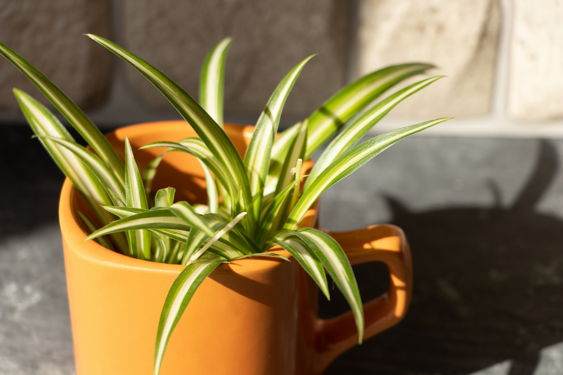 吊兰花语及寓意  11566 吊兰的花语是:无奈而又给人希望.