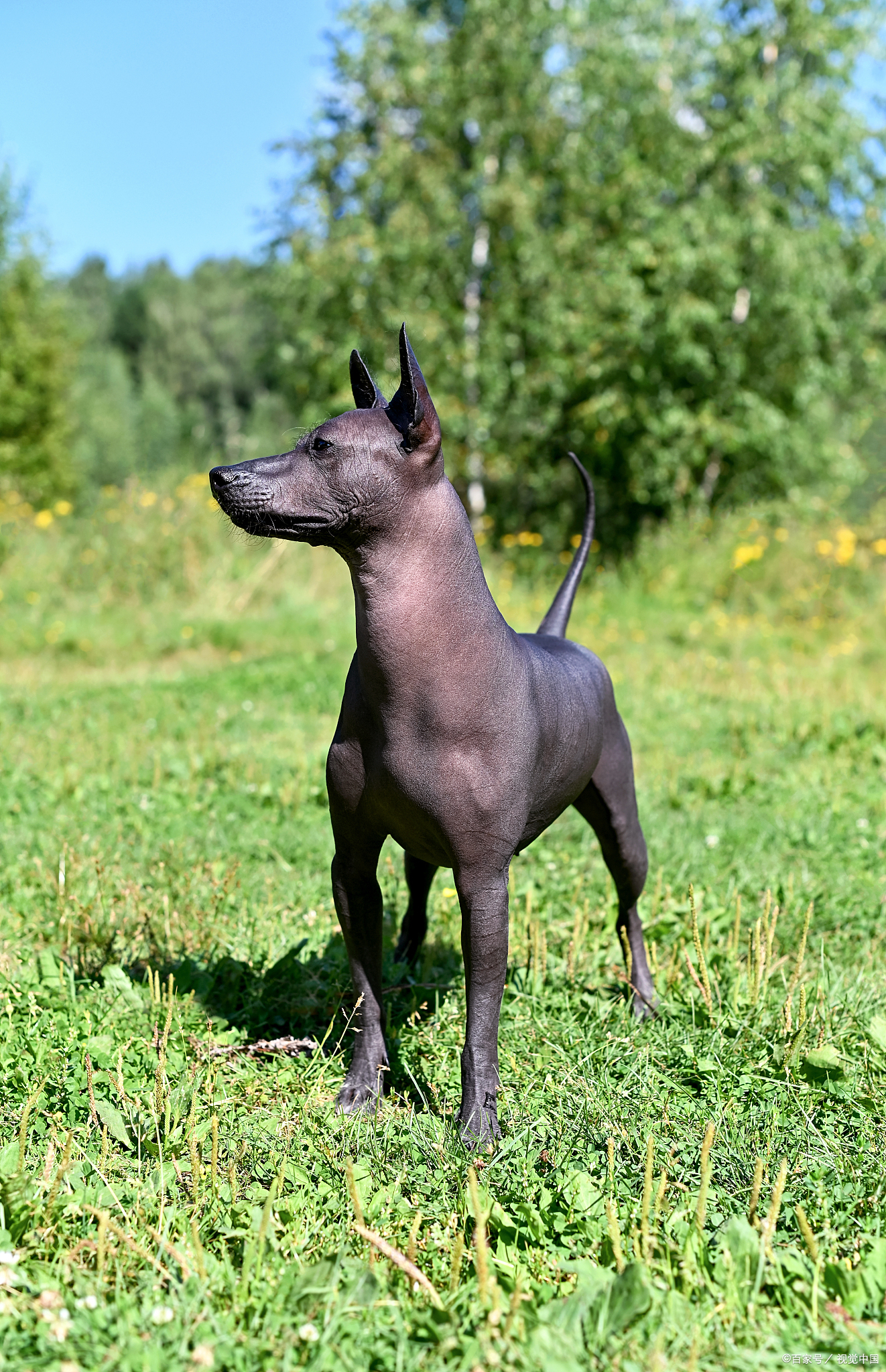 孝天犬图片