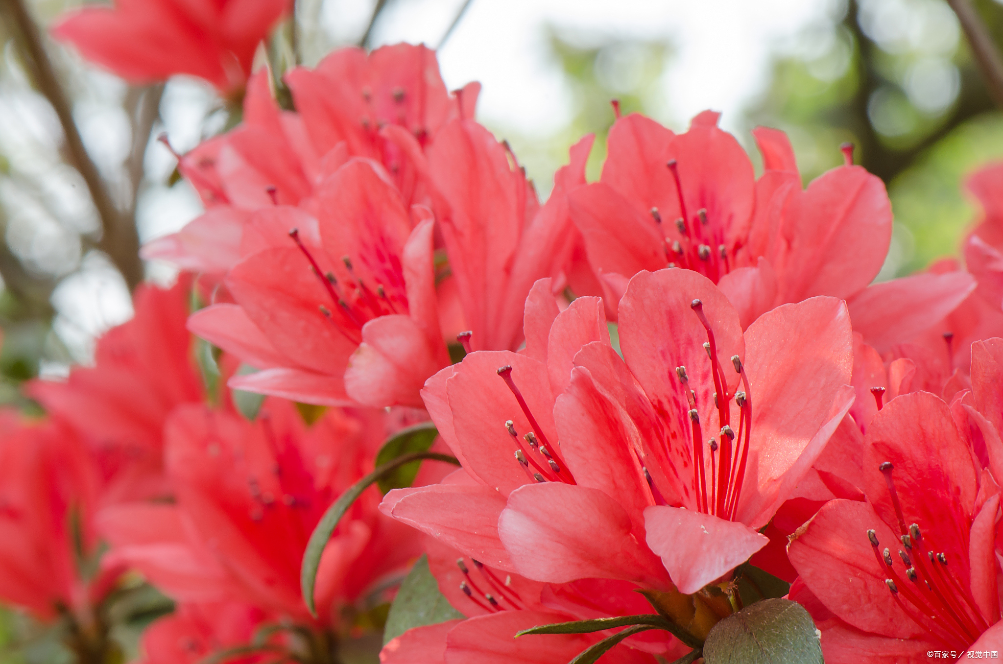 一款超"红火"的杜鹃花,红红火火的颜色,美丽好养