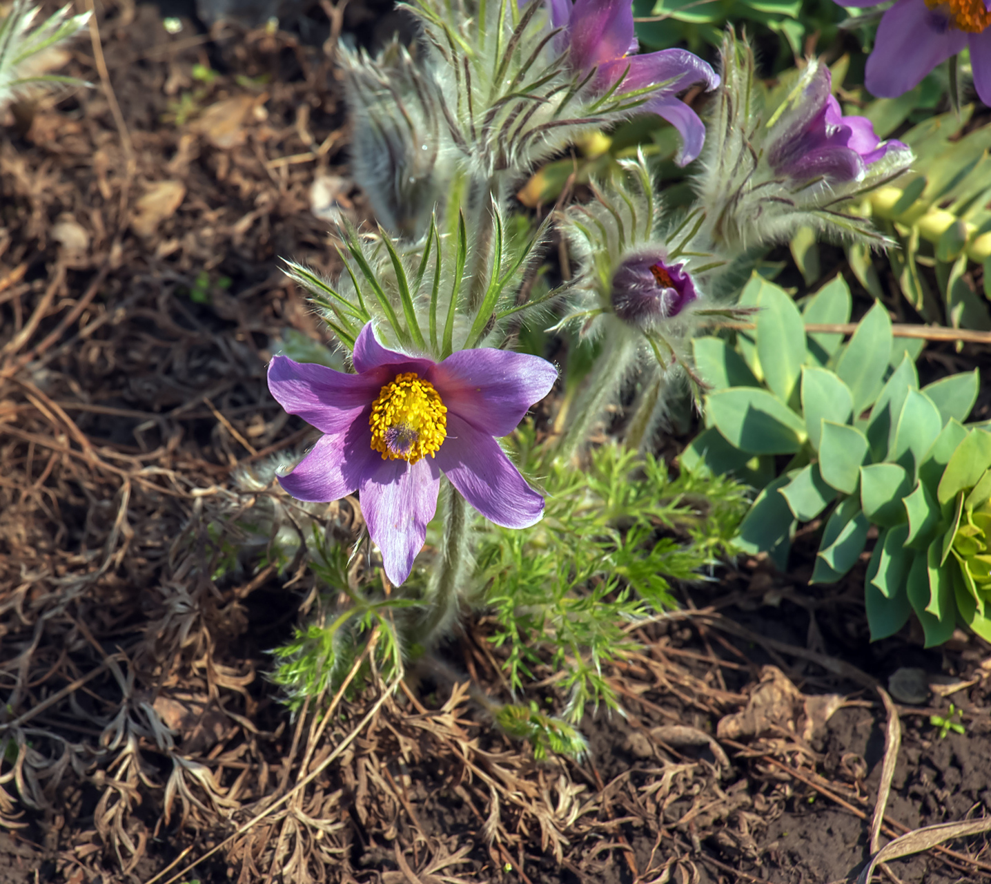 白头翁怎么养  97 白头翁是一种比较容易养护的植物,以下是其养护