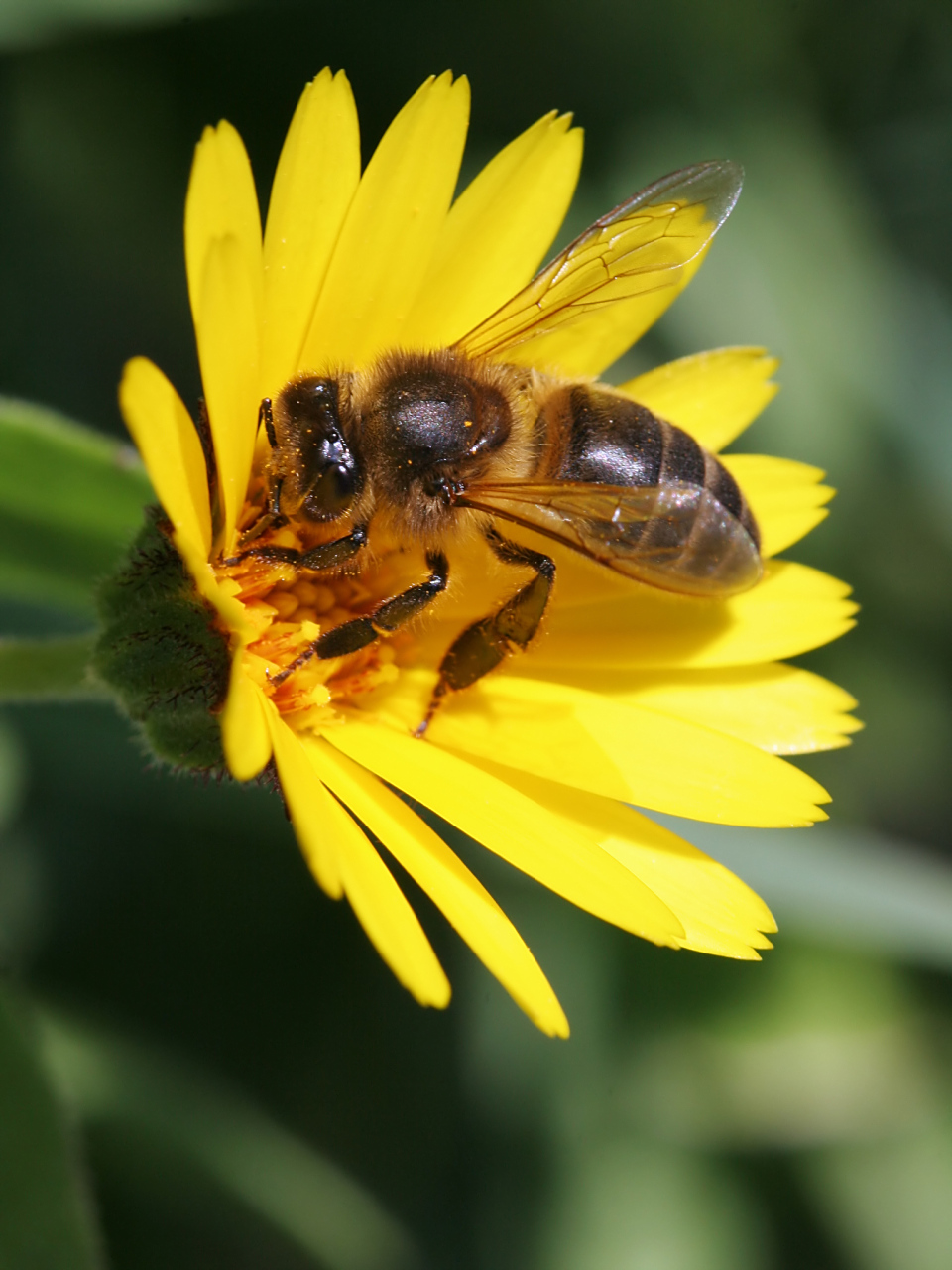 在孤雌生殖中,蜜蜂的卵子不与精子结合,而是直接孵化成雌性幼虫,这些