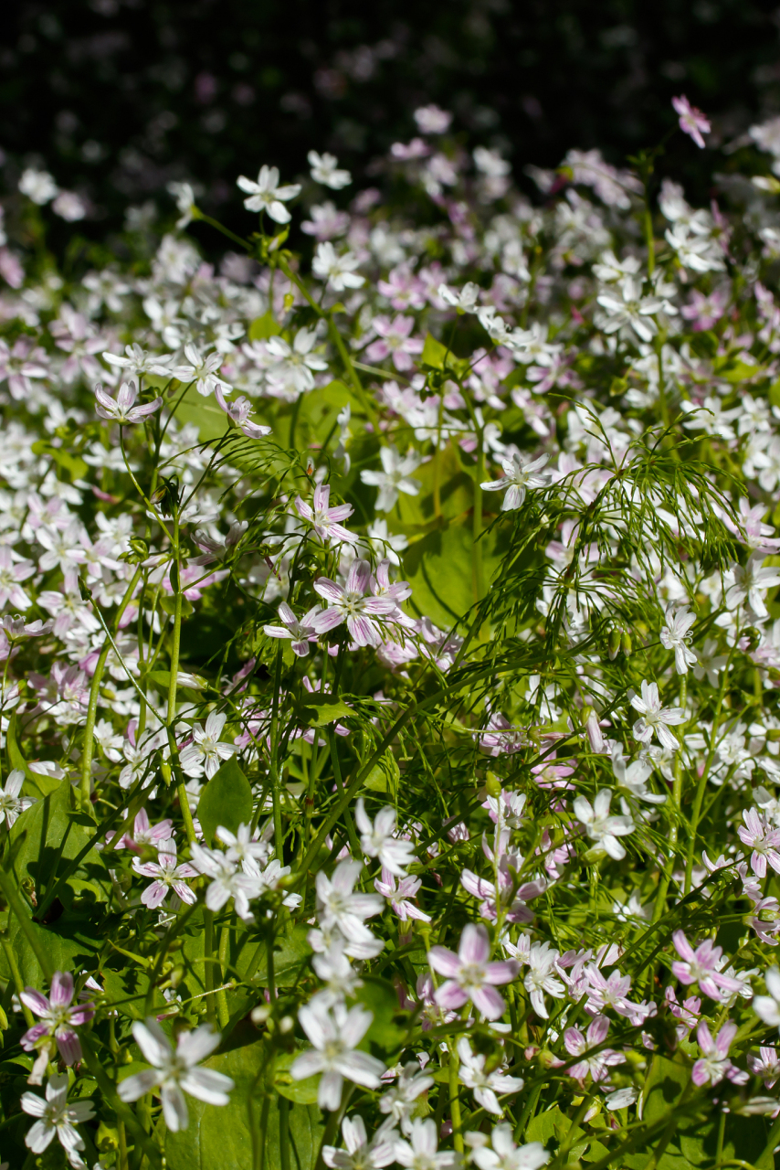 樱花草的花语是什么?  1,樱花草花语:除你以外,别无他爱.