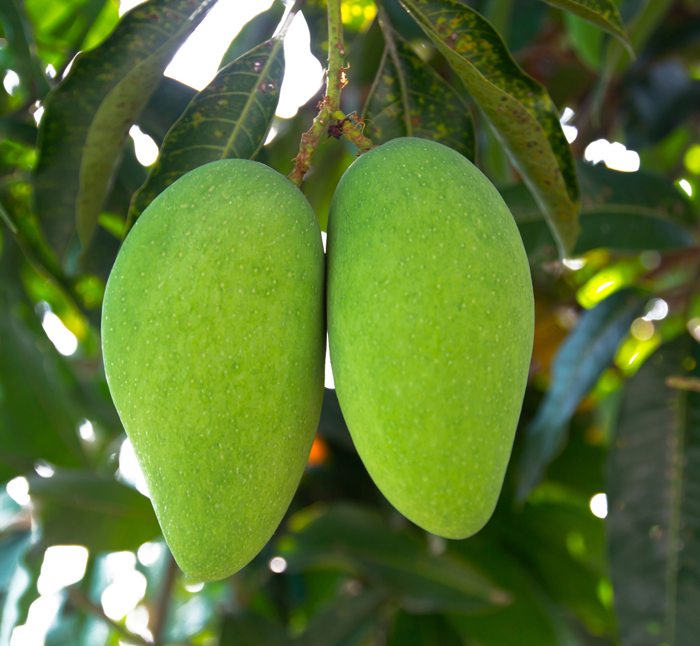 芒果是一种热带水果,因其果实甜美,营养丰富而受到广泛欢迎.