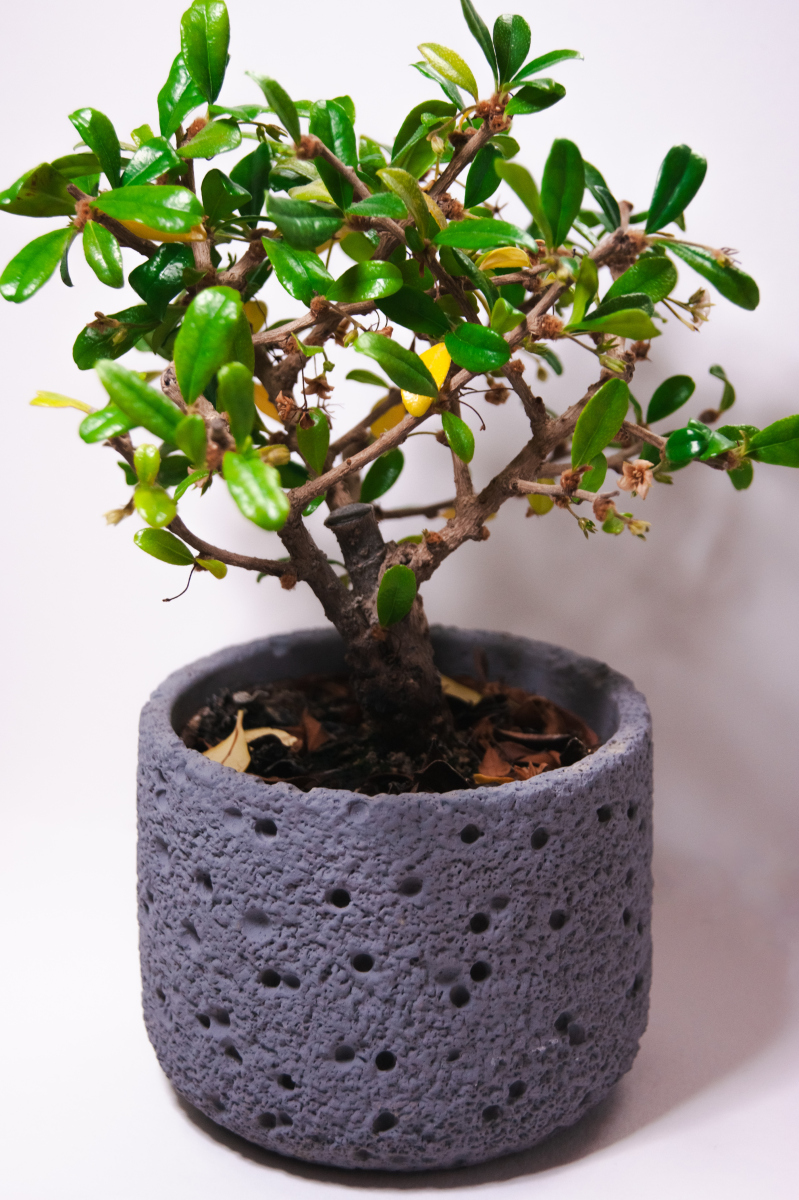 当金枝玉叶的底部出现多枝时如何进行造型成为了许多植物爱好者关注