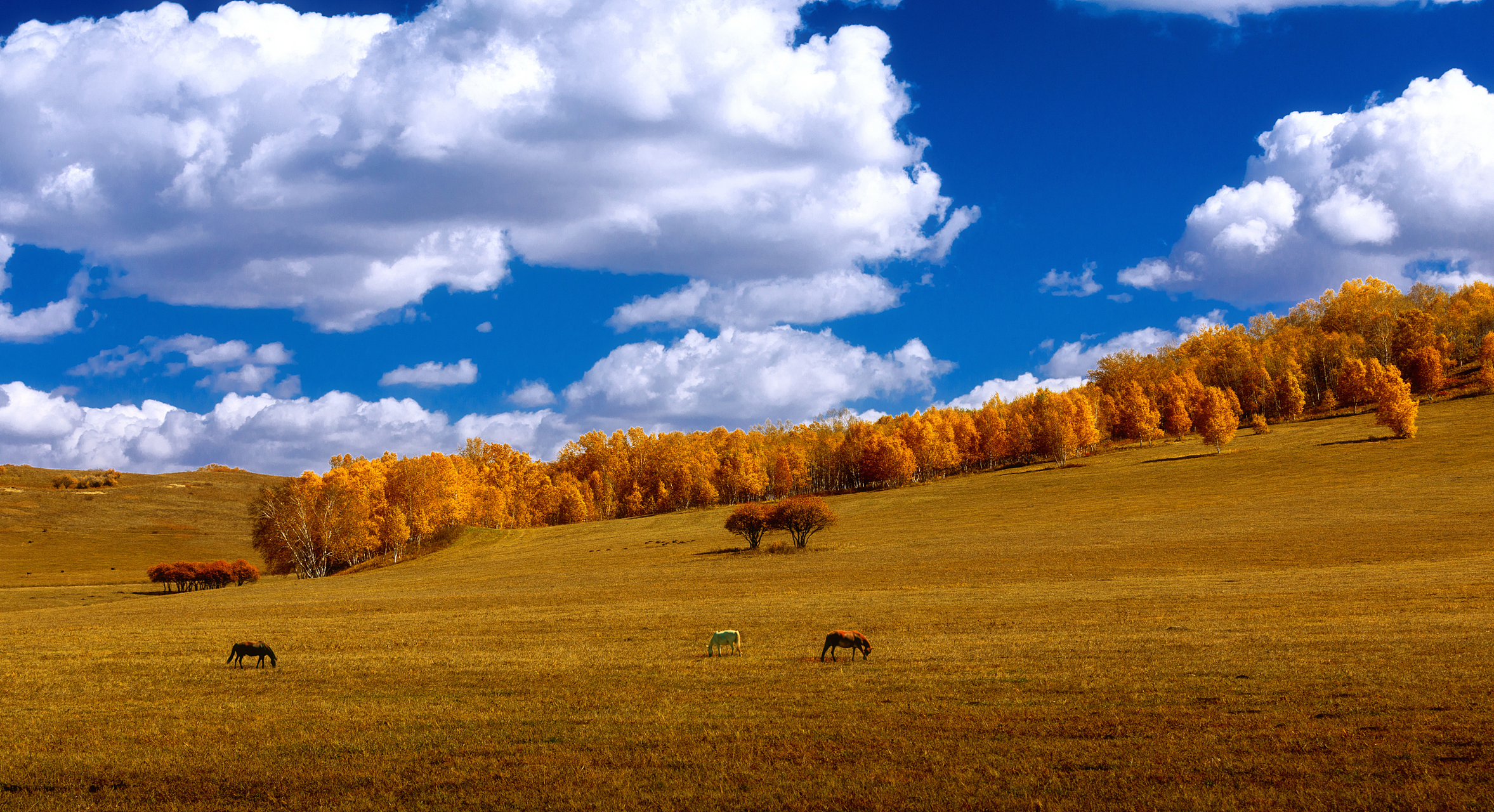 举目远望,群山环抱,林海茫茫.