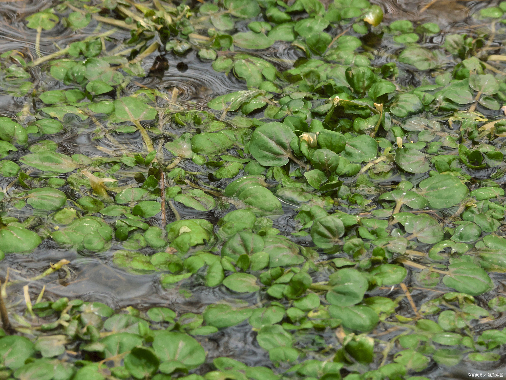 冬日里的温暖滋味:家常莼菜汤做法揭秘