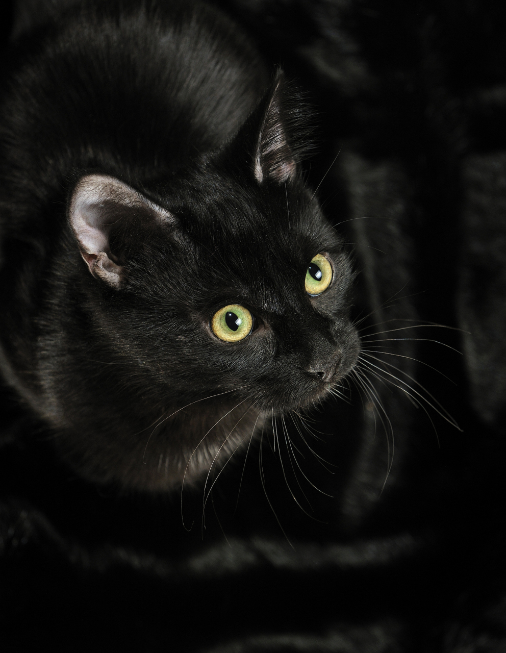 跟随它的脚步进入夜晚的奇幻世界吧~[原文:玄猫,最神秘的田园猫——.