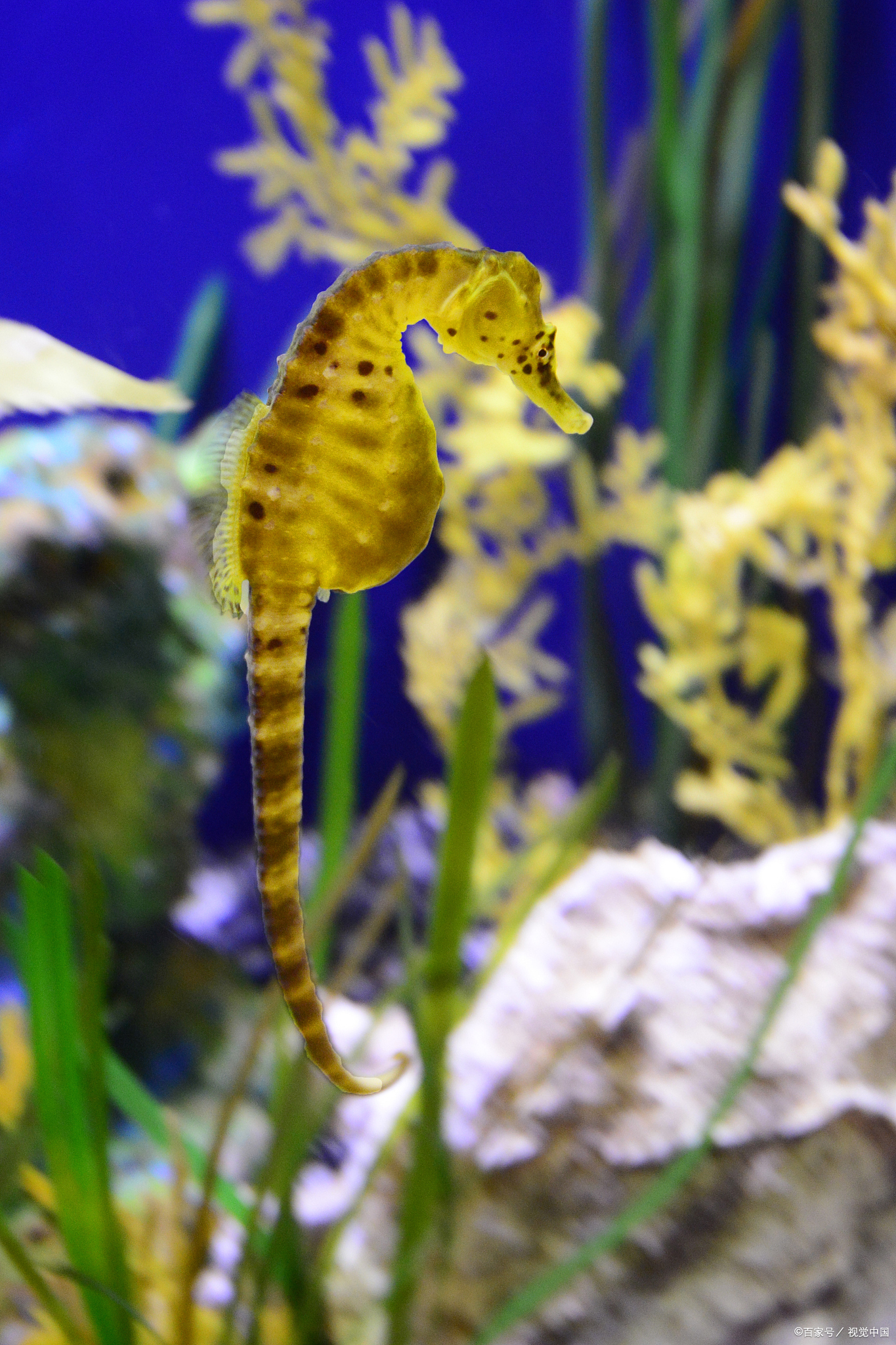 神奇动物的伪装魔法:大自然的隐身术