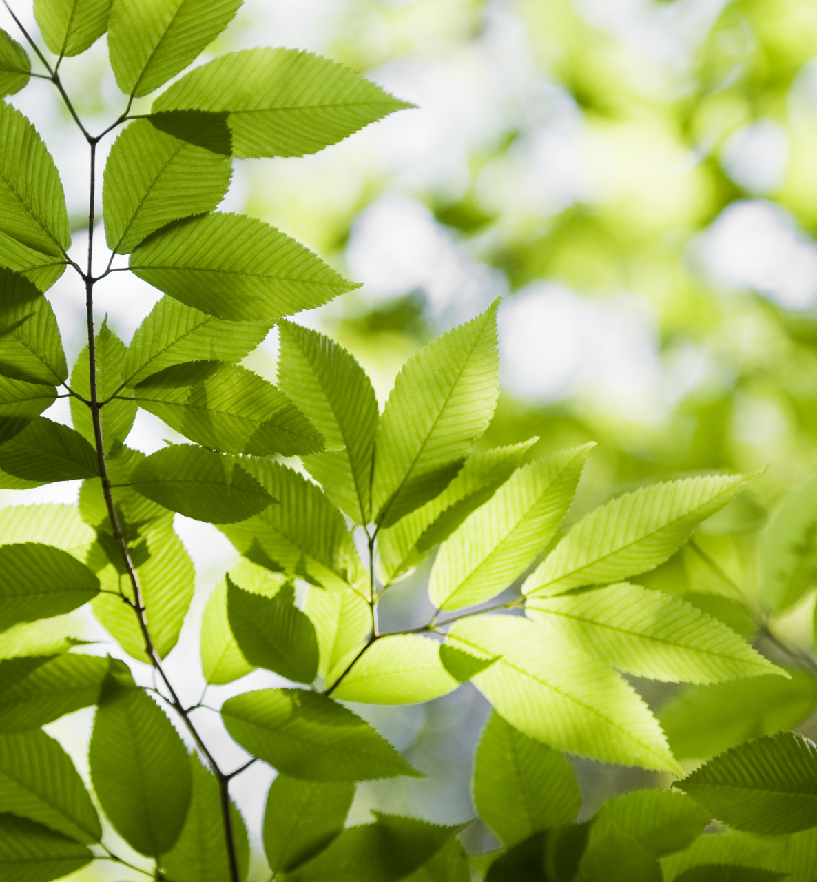 翠绿的树叶不停摇曳 青山依旧耸立不倒 大地孕育着万物生灵 岁月悄然