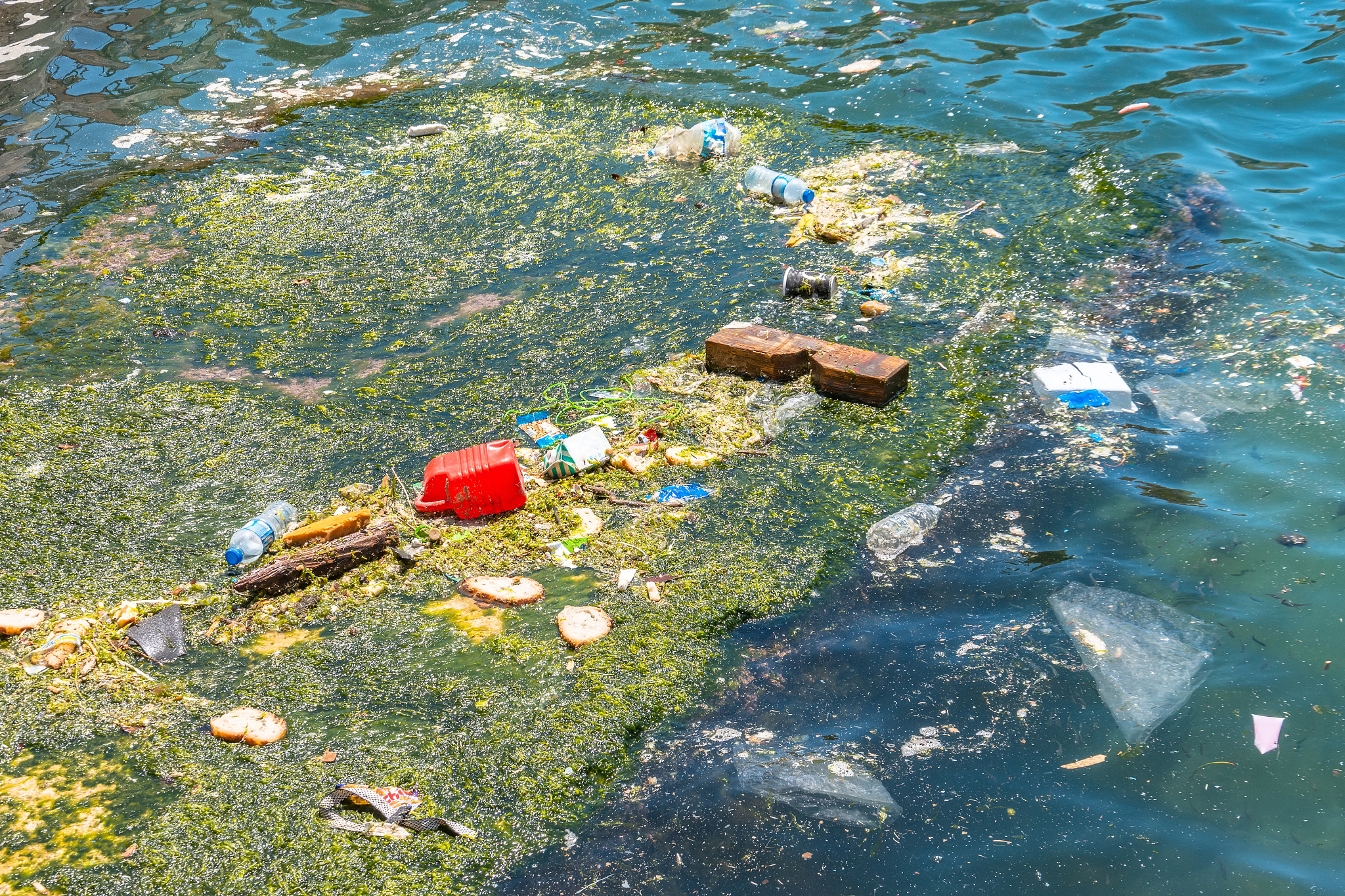 这些五颜六色的垃圾不仅破坏了海洋生态,还对人类健康造成了潜在威胁